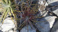 Hechtia glomerata
