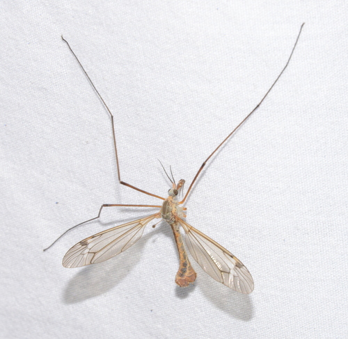 iNaturalist observation photo of Common Crane Flies