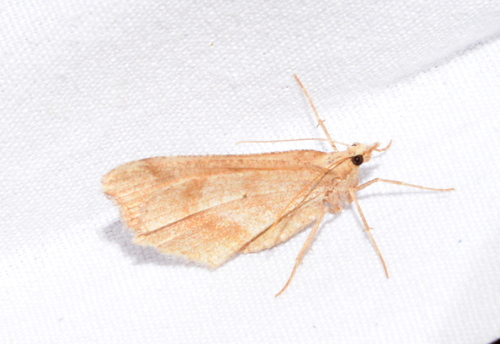 iNaturalist observation photo of Ennominae