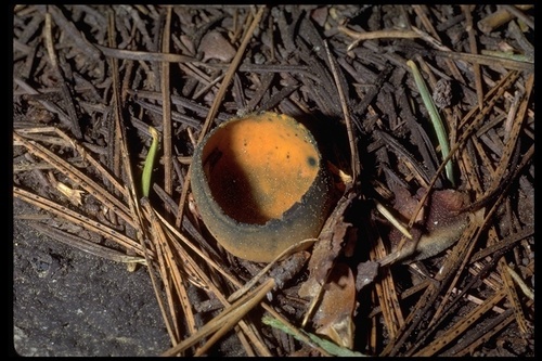Spring Orange Peel Fungus