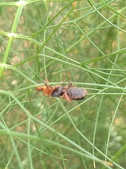 Coleoptera