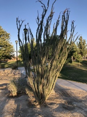Fouquieria splendens