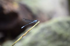 Bayadera brevicauda