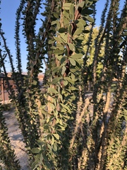 Fouquieria splendens