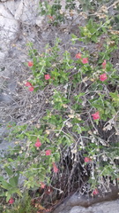 Scutellaria suffrutescens