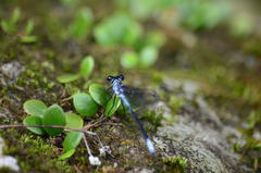 Bayadera brevicauda