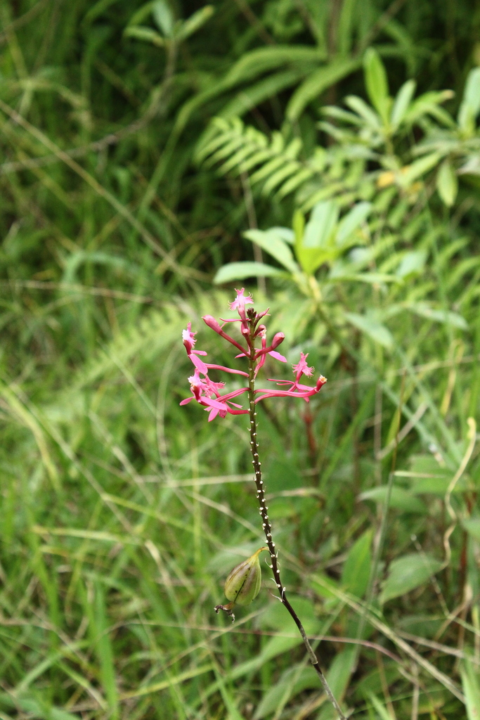 Epidendrum villahermosaense Sierra-Ariza & Hágsater 3