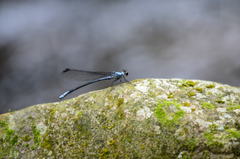 Bayadera brevicauda