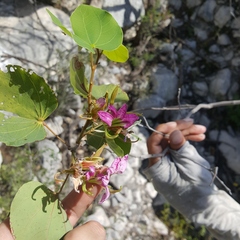 Bauhinia macranthera