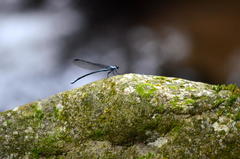 Bayadera brevicauda