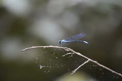 Bayadera brevicauda