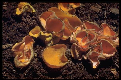 Spring Orange Peel Fungus