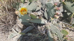 Opuntia
