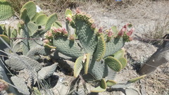 Opuntia