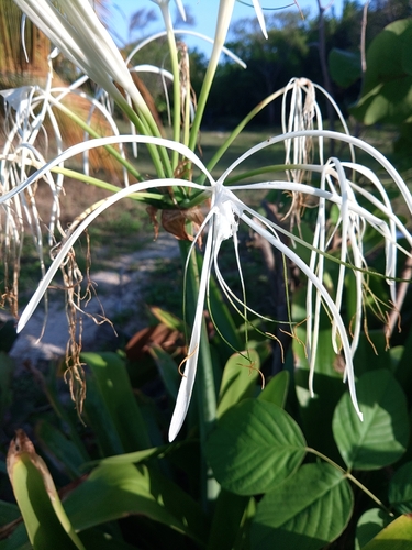 Image of Hymenocallis latifolia by (c) Donald McAninch, some rights reserved (CC BY)
