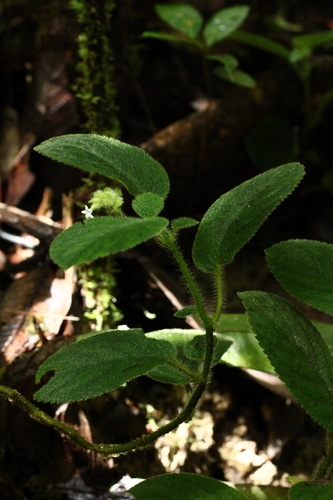 Cremosperma cotejense