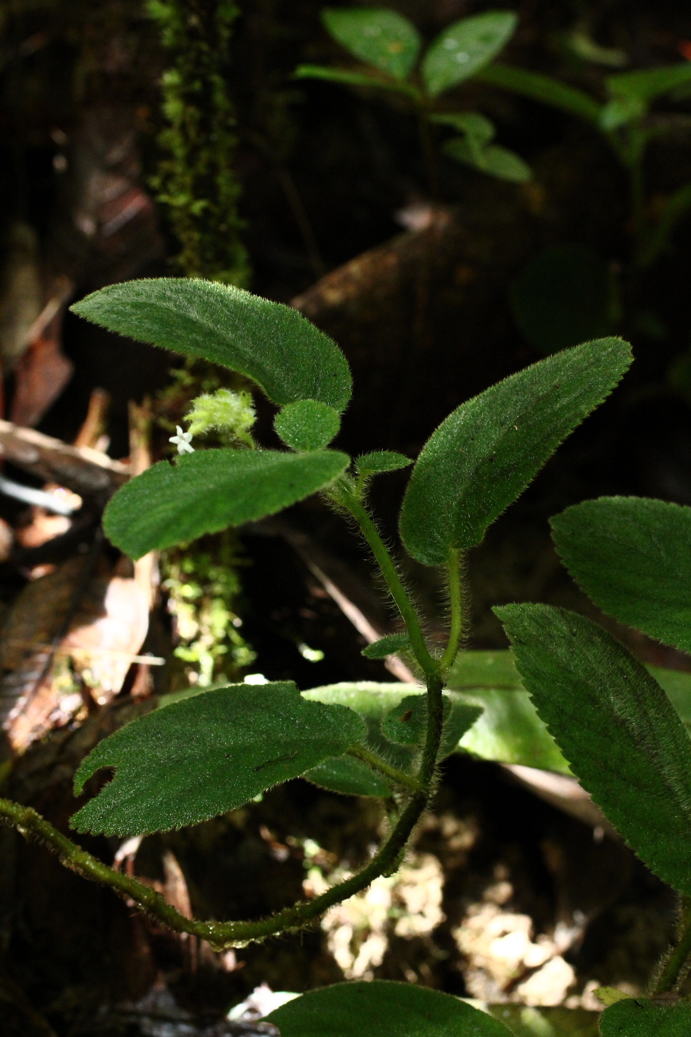 Cremosperma cotejense