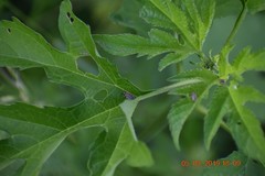 Ophraella communa