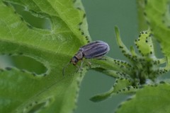 Ophraella communa