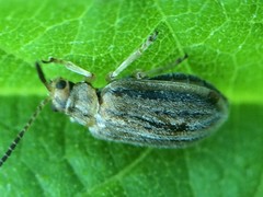 Ophraella communa
