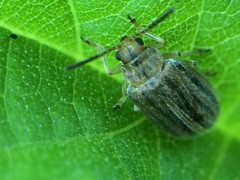 Ophraella communa