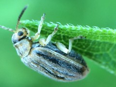 Ophraella communa