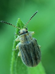 Ophraella communa