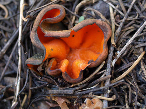 Spring Orange Peel Fungus