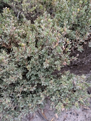 Leptospermum glaucescens