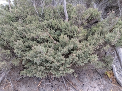 Leptospermum glaucescens
