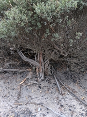 Leptospermum glaucescens