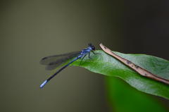 Bayadera brevicauda