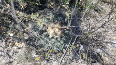 Thelocactus rinconensis