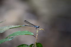 Bayadera brevicauda