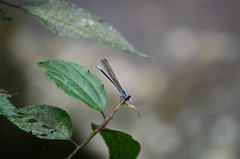 Bayadera brevicauda