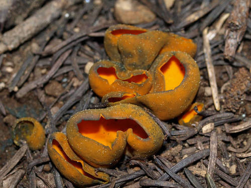 Spring Orange Peel Fungus