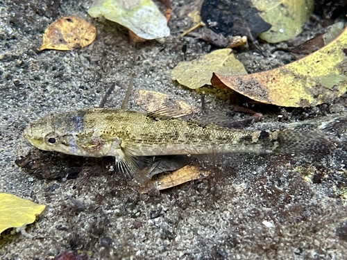 Small-scaled spinycheek sleeper (Eleotris pisonis) — Eleotridae — 2