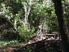 Melicytus ramiflorus ramiflorus