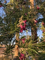 Chilopsis linearis