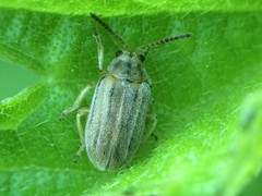 Ophraella communa