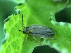 Ophraella communa