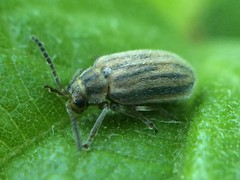 Ophraella communa