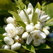 Citrus × sinensis - Photo (c) Salomé, μερικά δικαιώματα διατηρούνται (CC BY-NC-SA)