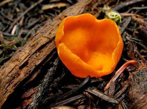 Spring Orange Peel Fungus