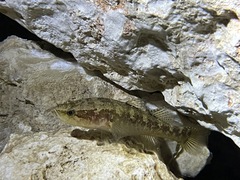 Spinycheek Sleeper photo 1