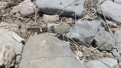Leprus