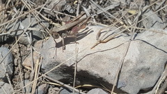 Leprus