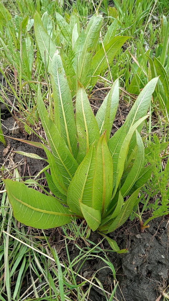 northern mule's ears from Paradise, UT 84328, USA on May 13, 2024 at 03 ...