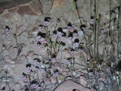Eriogonum nortonii