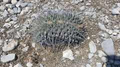Thelocactus rinconensis